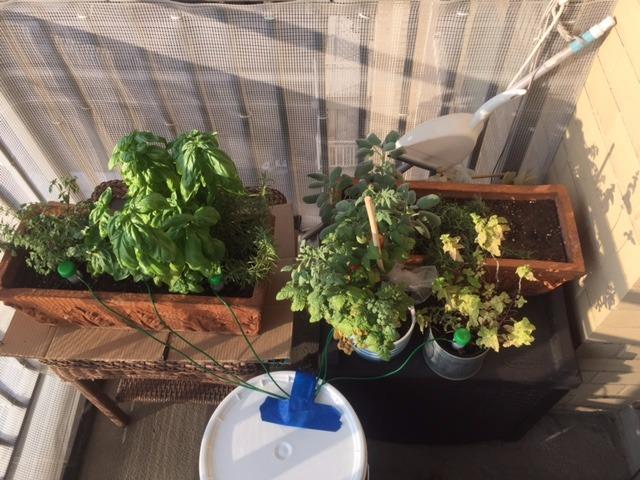 HydroSpike HS-300 (3-Pack) Worry-Free Automatic Plant Watering Devices Kit - Customer Photo 1