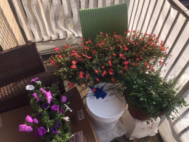 HydroSpike HS-300 (3-Pack) Worry-Free Automatic Plant Watering Devices Kit - Customer Photo 2