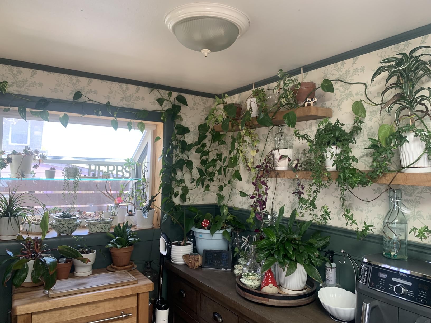 Blumat Plant Watering Devices | Classic XL Self Watering Planter Insert | Automatic Drip Plant Watering Stakes - Customer Photo 1
