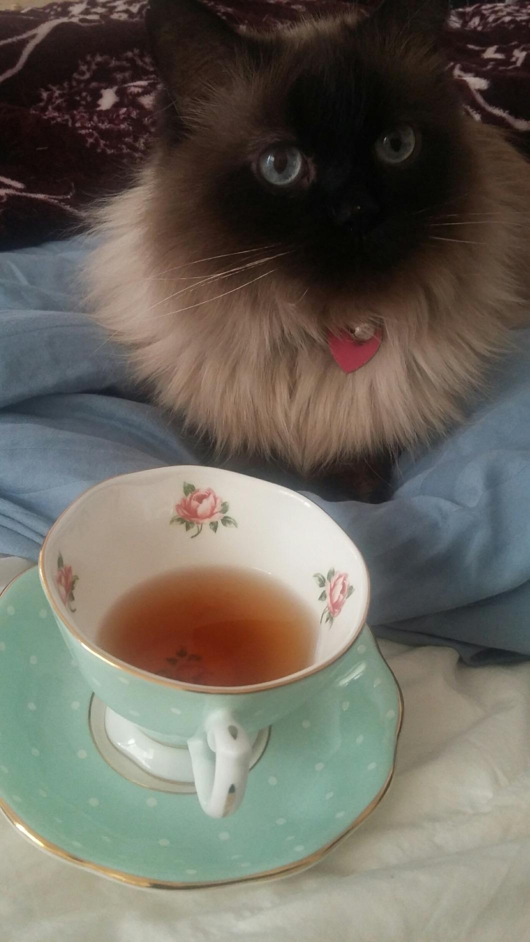 Royal Albert Polka Rose Teacup & Saucer Set Customer Review Royal Albert Polka Rose Teacup & Saucer Set - Customer Photo 4