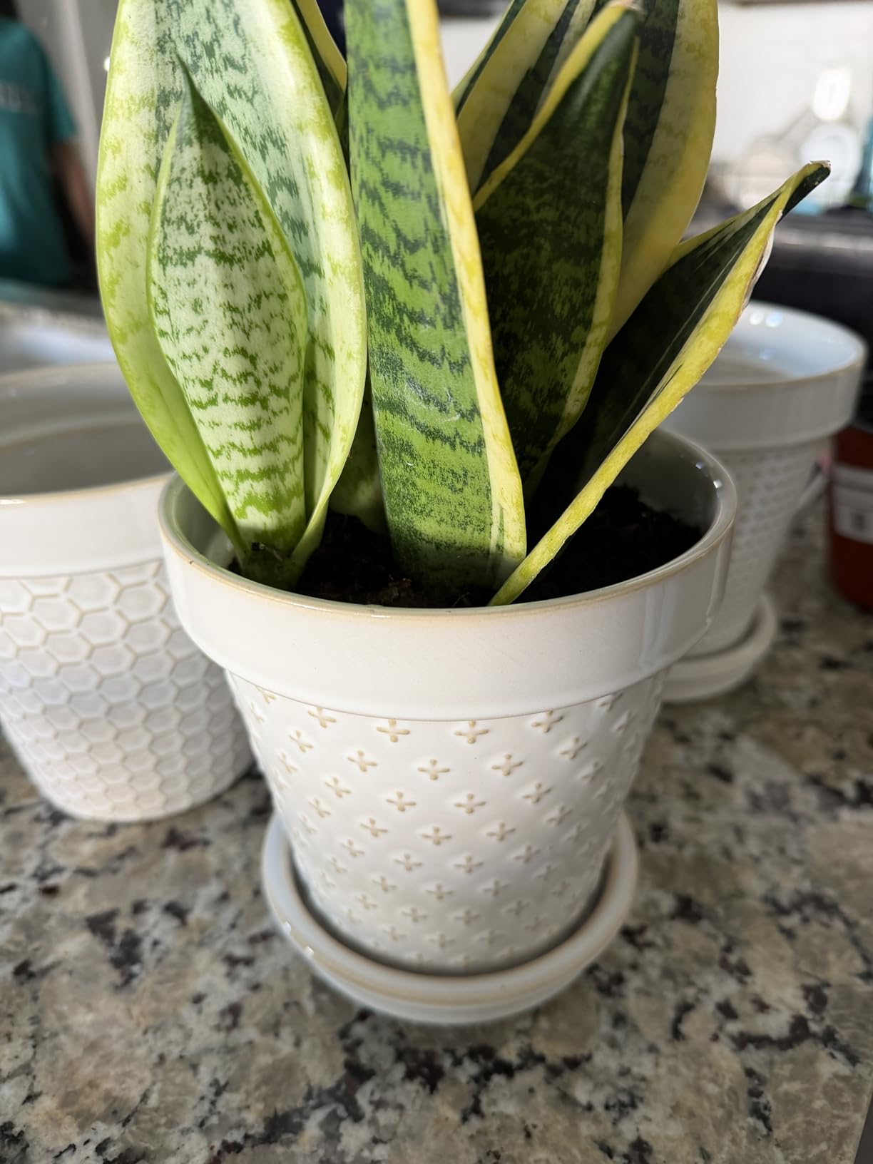 LE TAUCI Ceramic Plant Pots, 6 Inch Flower Pot with Drainage Hole & Saucer, Embossed Planter Pots for Indoor Plant Succulent, Orchid, Cactus, Home Decor - Set of 4, Arctic White Customer Review LE TAUCI Ceramic Plant Pots, 6 Inch Flower Pot with Drainage Hole & Saucer, Embossed Planter Pots for Indoor Plant Succulent, Orchid, Cactus, Home Decor - Set of 4, Arctic White - Customer Photo 1
