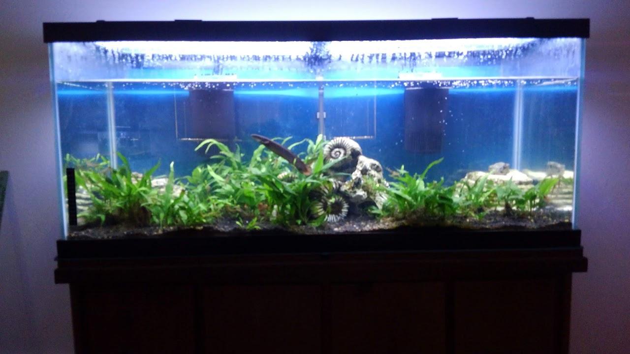 Tetra Whisper Internal Power Filter 5 To 10 Gallons, For aquariums, In-Tank Filtration customer photo 2