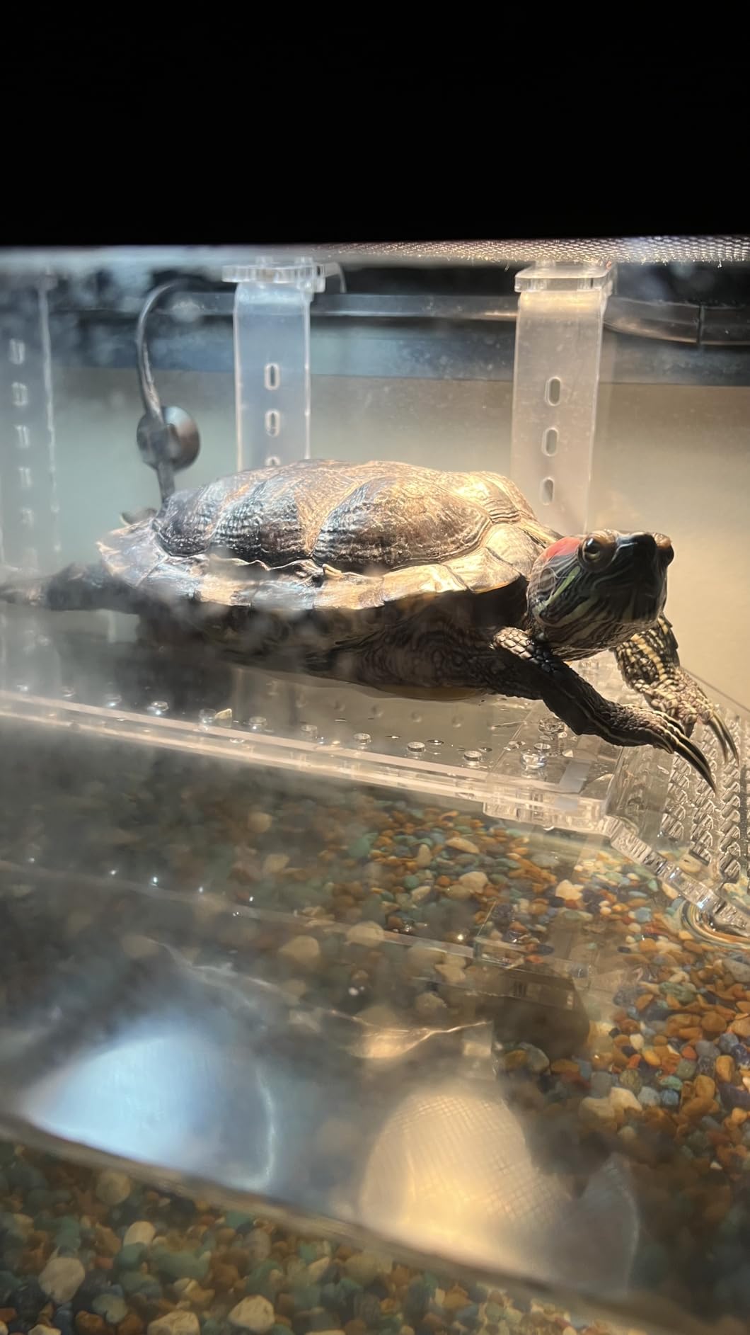 Lght KIT AQTURTLE HEATUVB customer photo 1
