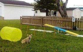 Outward Hound Zip & Zoom Outdoor Dog Agility Training Kit for Dogs customer photo 1