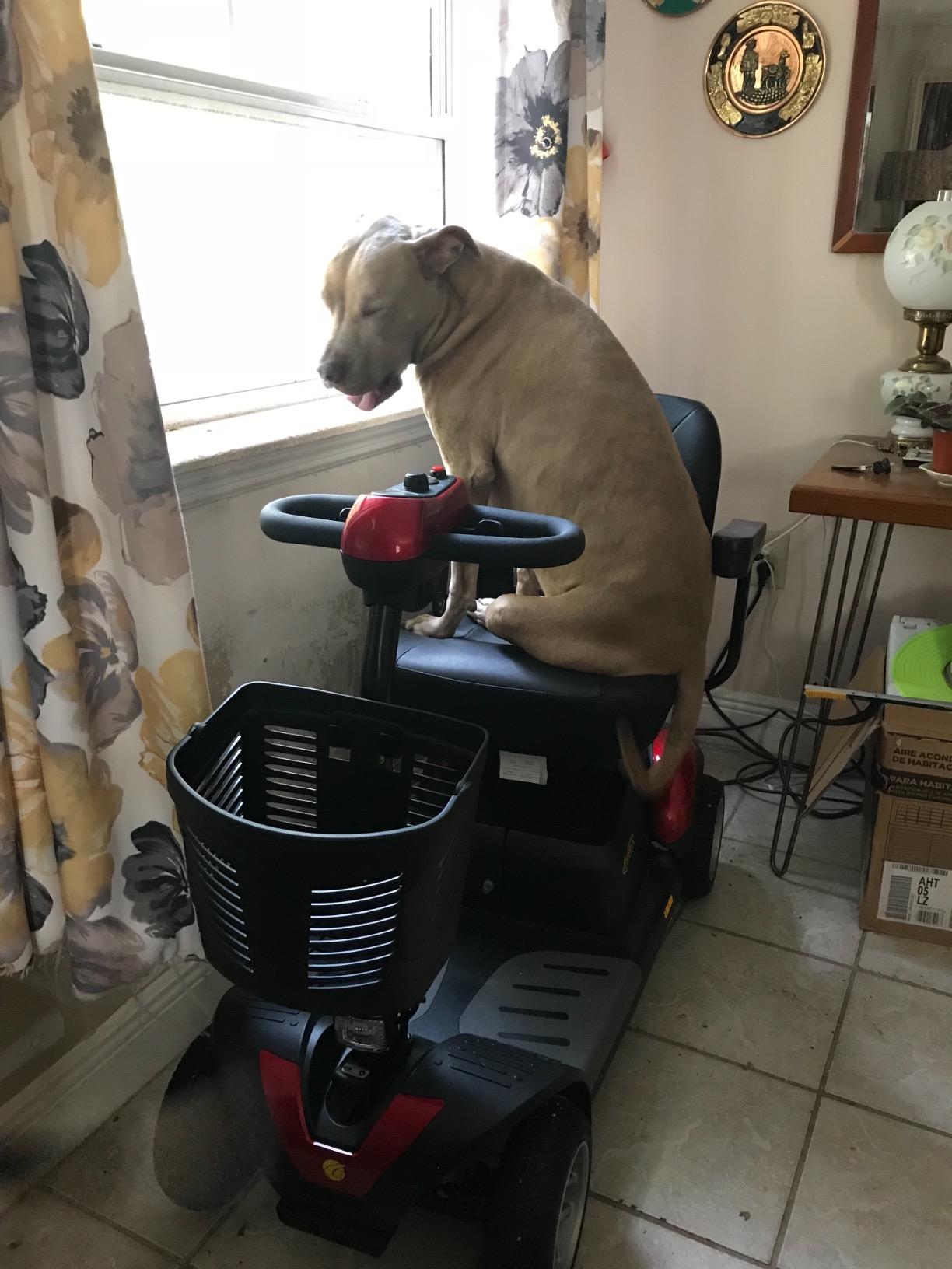 Golden Technologies BUZZAROUND EX Extreme 4-Wheel Heavy Duty Long Range Travel Scooter, Red, 18-Inch Seat customer photo 2