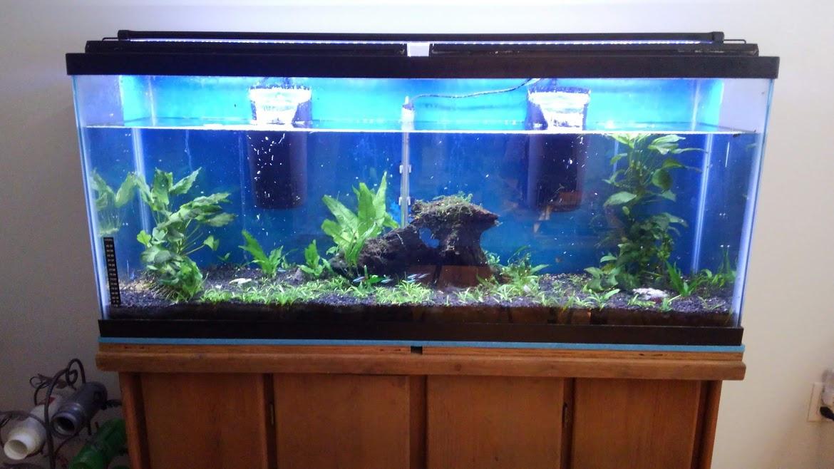 Tetra Whisper 4i Internal Power Filter, Filtration for Aquariums Between 1 and 4 Gallons customer photo 1