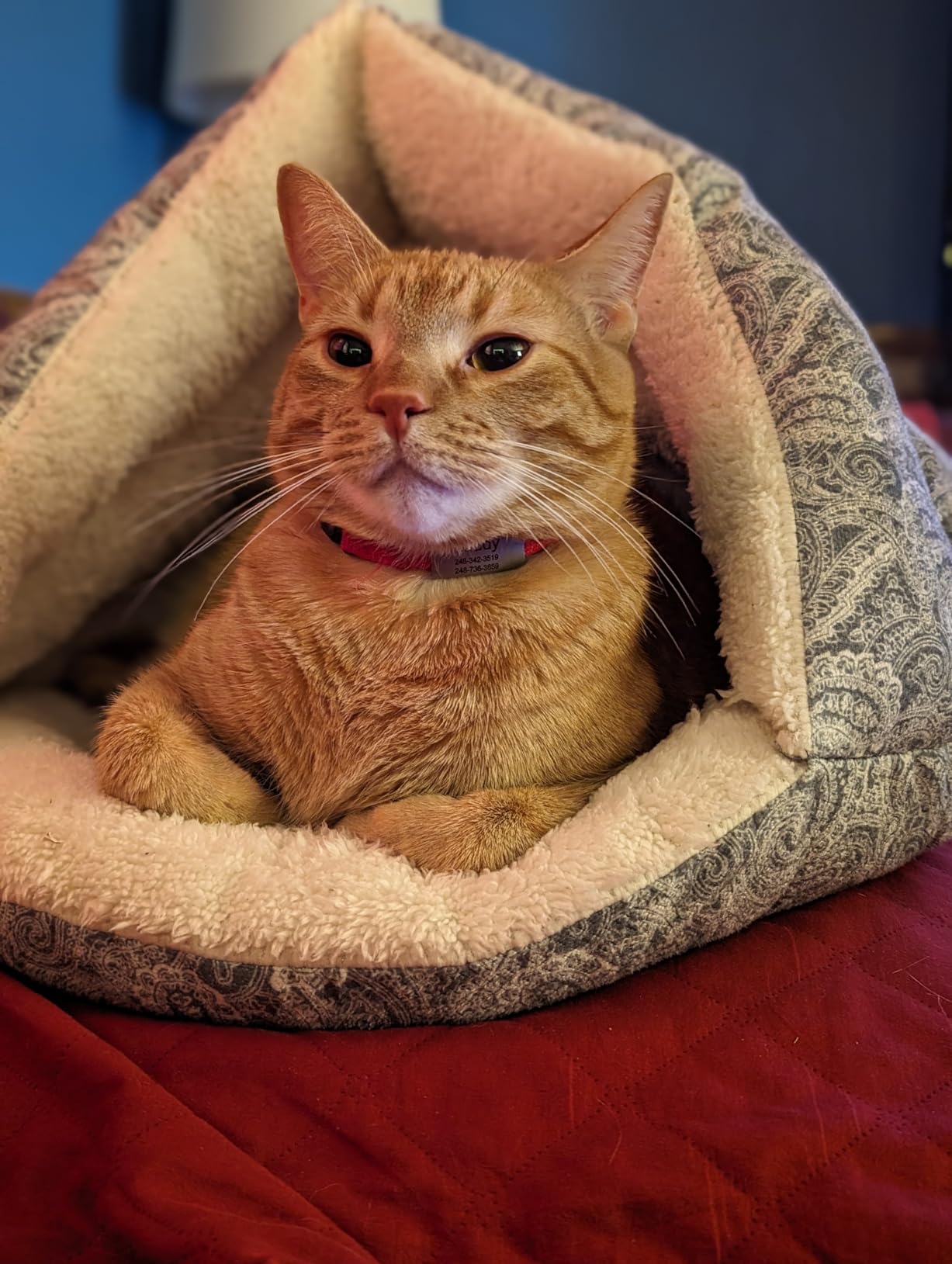 K&H Pet Products Self-Warming Hut Cat Cave Bed, Super-Soft Self-Heating Covered Cat Tent Bed, No Electric Needed to Keep Pets Warm, Also for Small Dogs, Machine Washable - Small 19 X 18in Gray customer photo 2