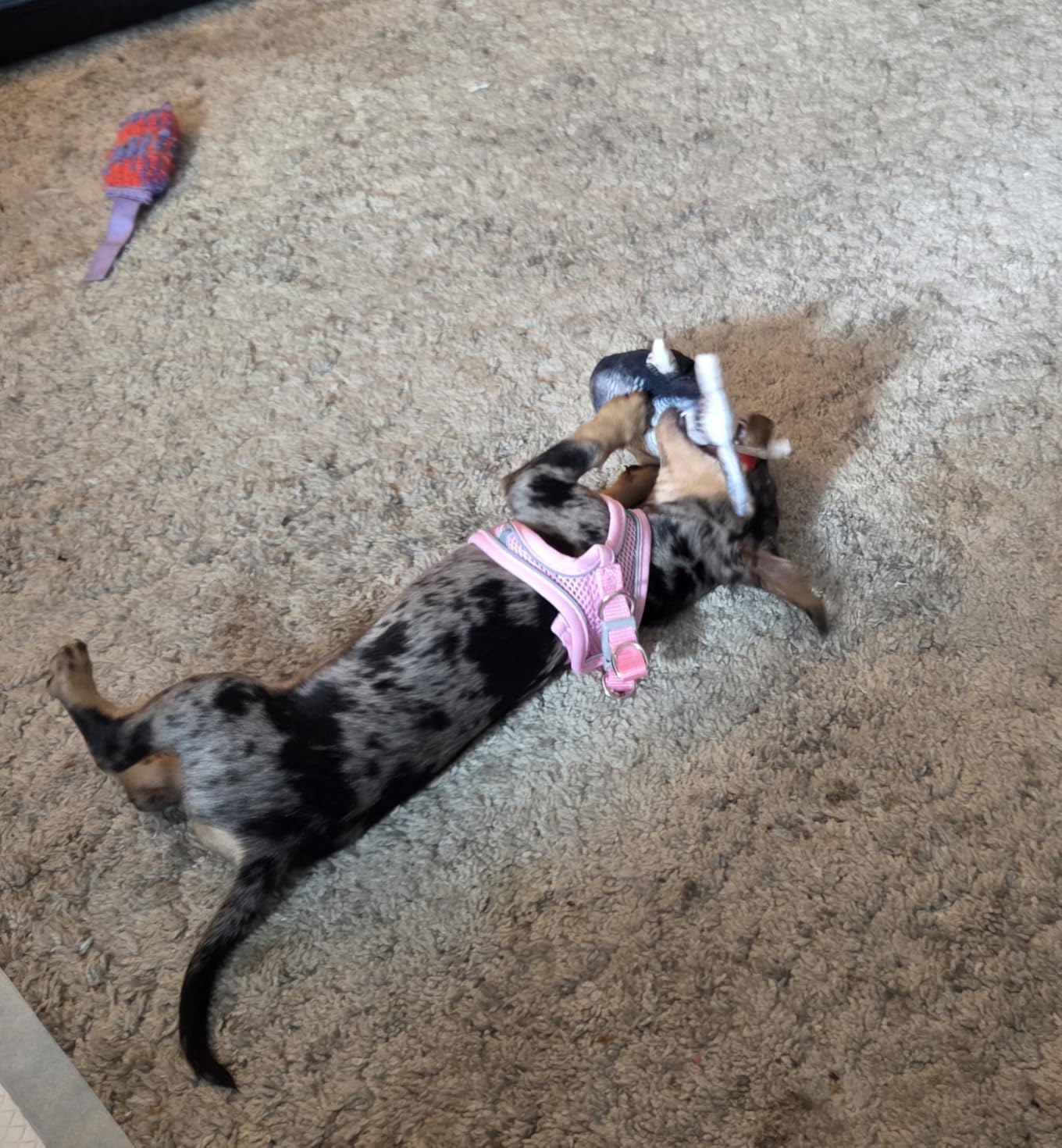 Potaroma Cat Toys Flopping Fish with Catnip, Moving Kitten Kicker, Floppy Wiggle Carp for Small Dogs, Interactive Motion Kitty Exercise, 10.5 Inches customer photo 1