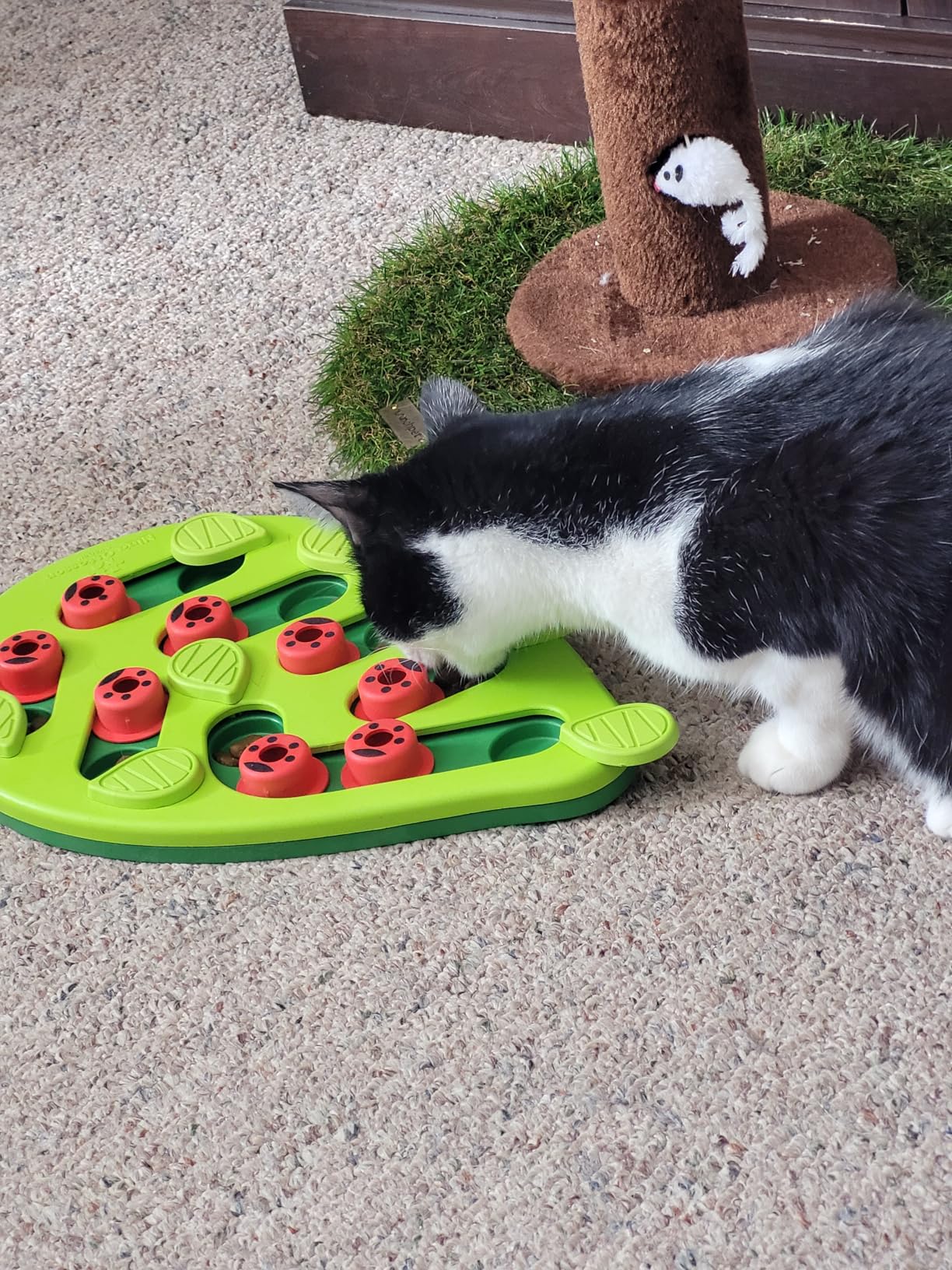 Catstages Nina Ottosson Buggin' Out Puzzle & Play - Interactive Cat Puzzle Feeder for Indoor Cats, 16 Hidden Treat Compartments, Slow Feeder customer photo 2