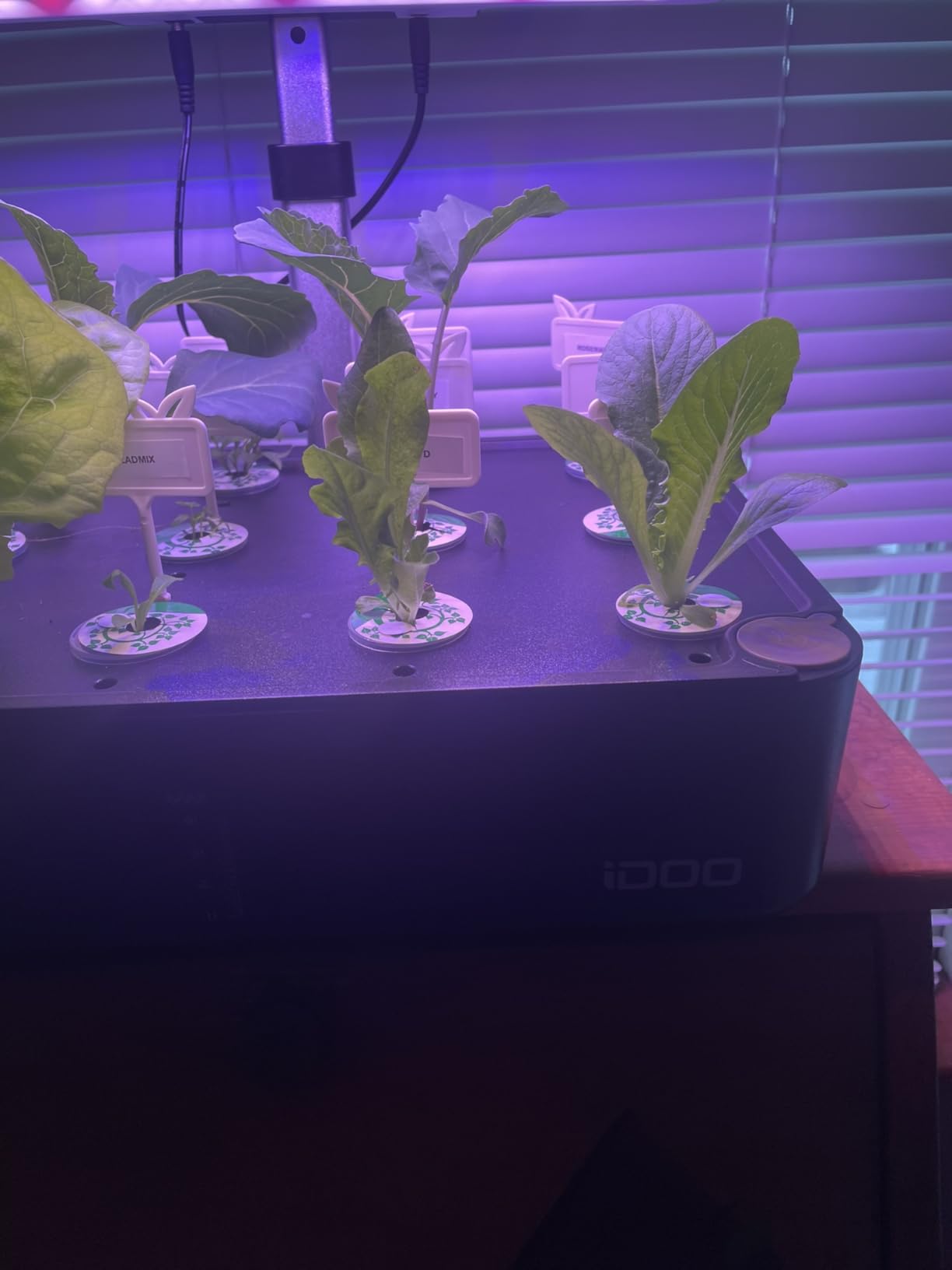 iDOO Hydroponics Growing System Kit 12Pods, Indoor Herb Garden, with LED Grow Light, Built-in Fan, Auto-Timer, Adjustable Height Up to 11.3 inches customer photo 1