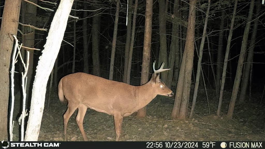 Stealth Cam Fusion X Verizon 26 MP Photo & 1080P at 30FPS Video 0.4 Sec Trigger Speed Wireless Hunting Trail Camera - Supports SD Cards Up to 32GB customer photo 2