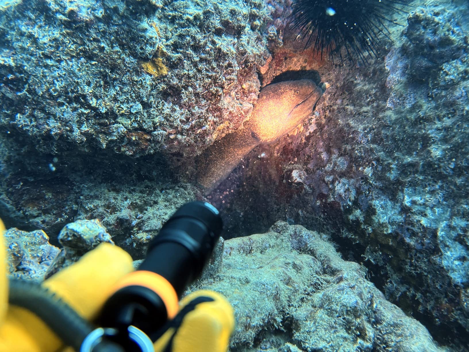 ORCATORCH D580 Scuba Dive Light, Max 530 Lumens Underwater Flashlight with 6 Degrees Narrow Beam, IP68 Waterproof Twist Switch Night Dive Torch, 3 AAA Batteries Included customer photo 1