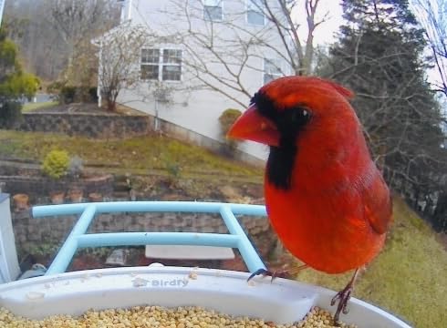 NETVUE by Birdfy Smart Bird Feeder with Camera - AI Identifies Birds Species 2MP Night Vision & App Alerts, 2.4Ghz Wi-Fi Connect IP65 Weatherproof customer photo 1