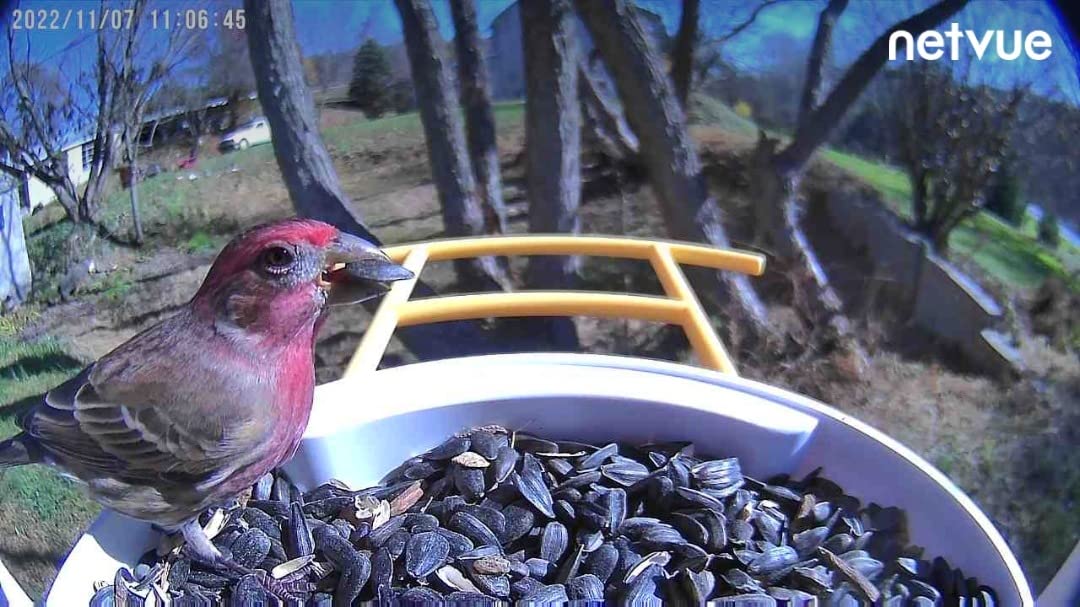 NETVUE by Birdfy Smart Bird Feeder with Camera - AI Identifies Birds Species 2MP Night Vision & App Alerts, 2.4Ghz Wi-Fi Connect IP65 Weatherproof customer photo 2