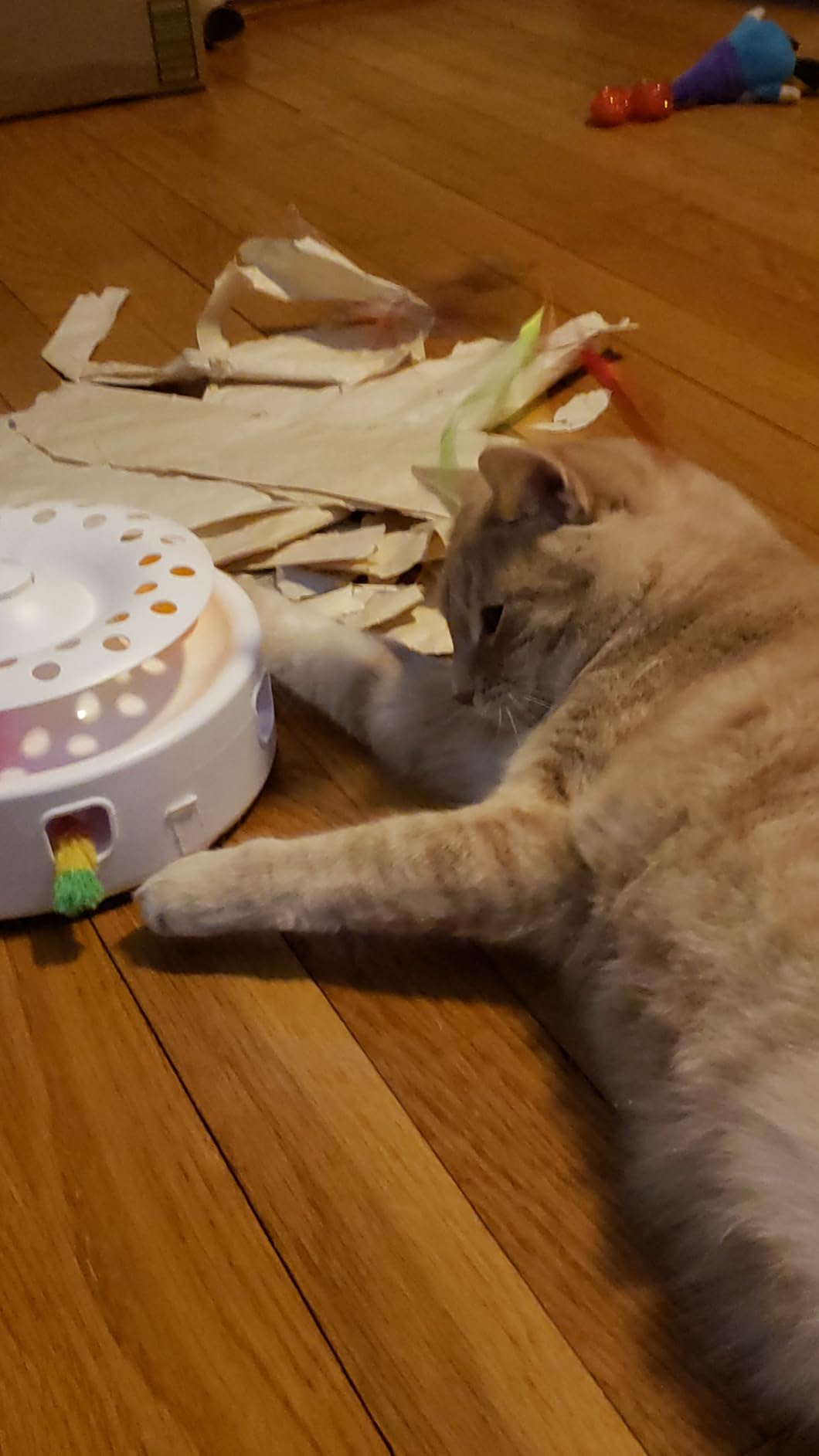 Potaroma Cat Toys 3in1 Automatic Interactive Kitten Toy, Fluttering Butterfly, Moving Feather, Track Balls, Dual Power Supplies, USB Powered, Indoor Exercise Kicker customer photo 1