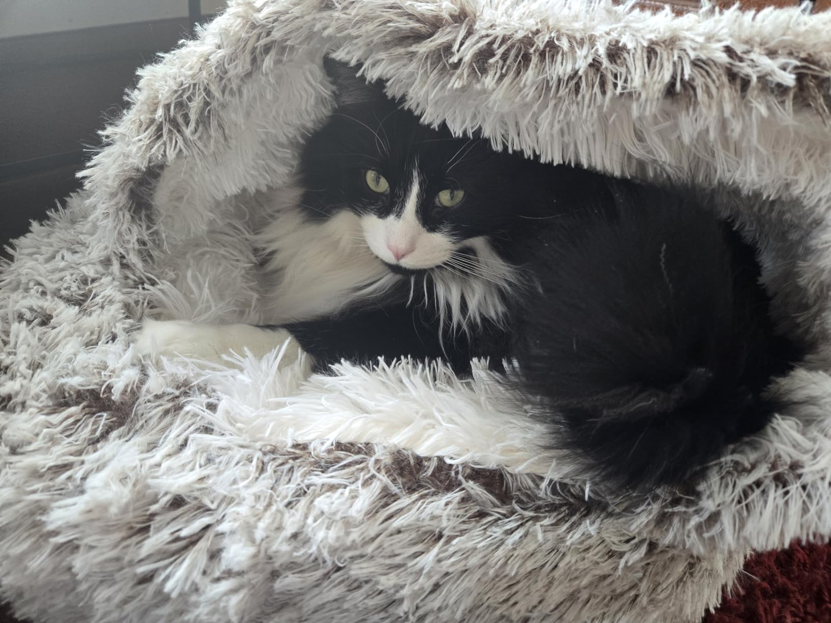 CATISM Plush Hooded Cat Bed, Calming Nest, Self-Warming Cave, Cozy Pod for Indoor Cats or Small Dogs, Removable Washable Cove With Non-Slip Bottom customer photo 1