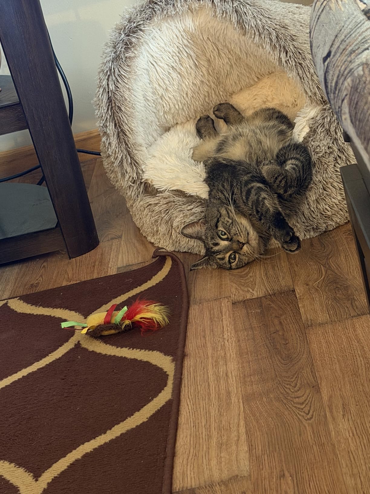 CATISM Plush Hooded Cat Bed, Calming Nest, Self-Warming Cave, Cozy Pod for Indoor Cats or Small Dogs, Removable Washable Cove With Non-Slip Bottom customer photo 2