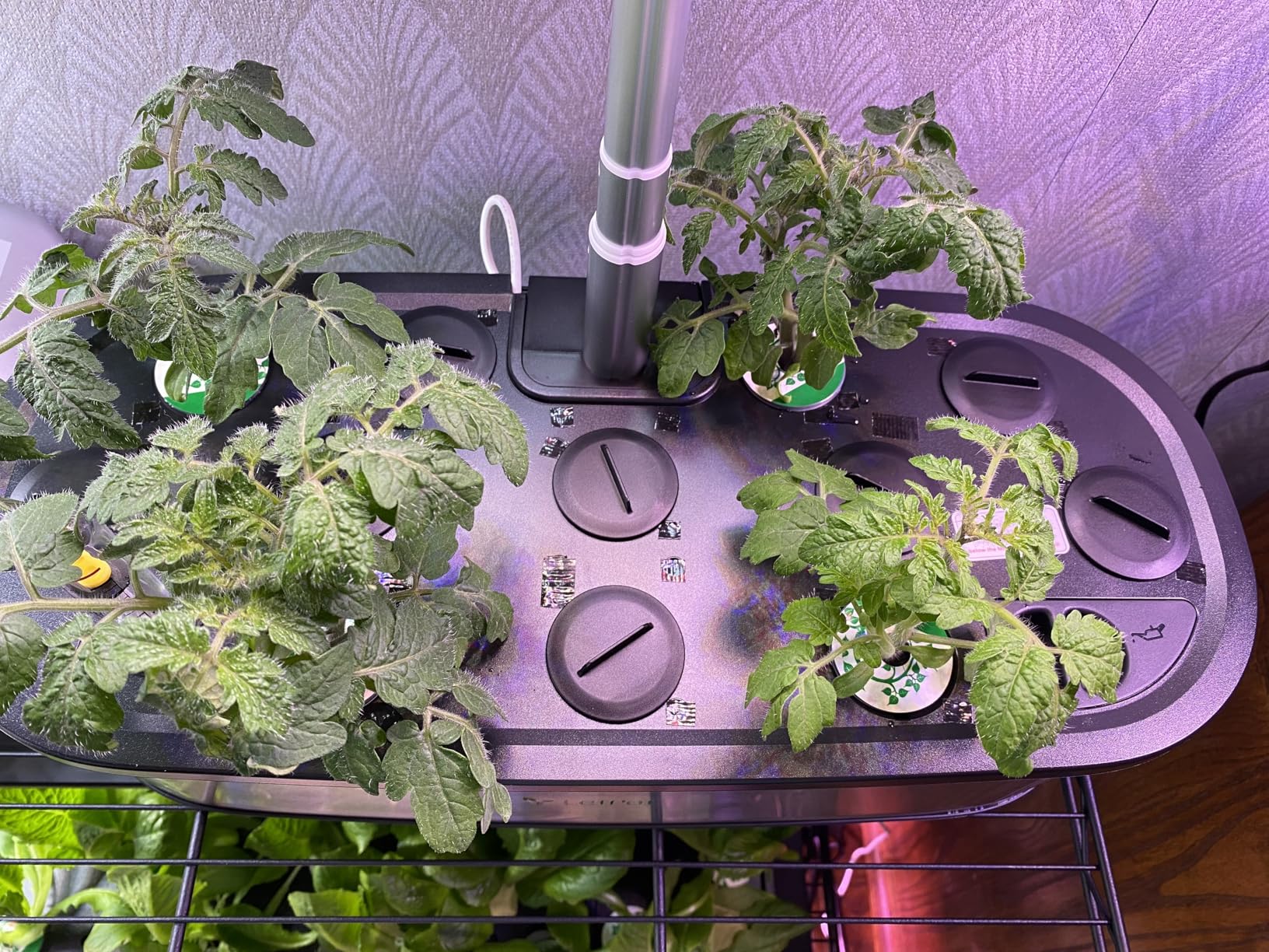 LetPot LPH-SE Hydroponics Growing System, 12 Pods Smart Herb Garden Kit Indoor, Indoor Garden, APP & WiFi Controlled, with 24W Growing LED, 5.5L Water Tank, Pump System, Automatic Timer customer photo 1
