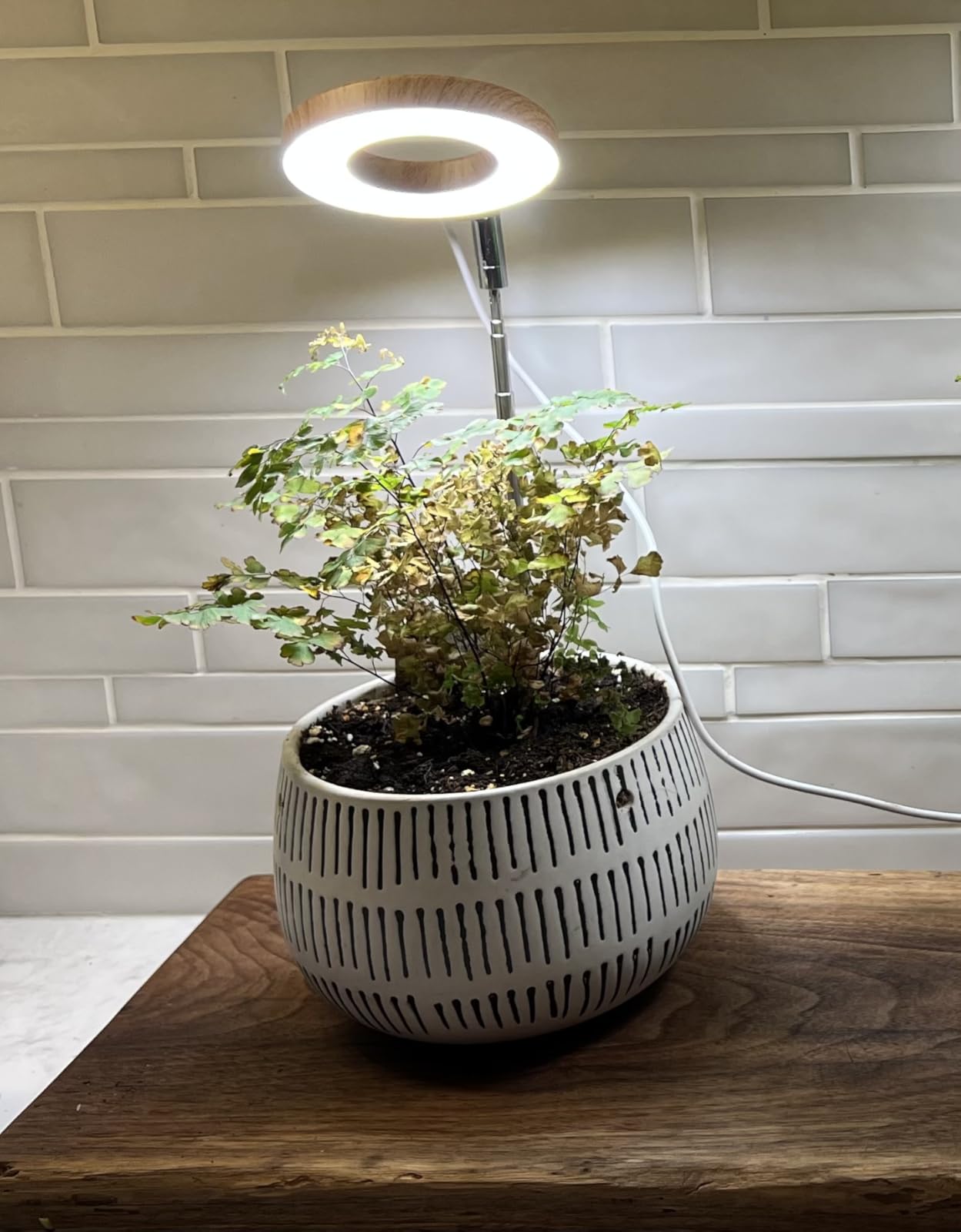 Aokrean Plant Grow Light, 48 LEDs Full Spectrum, Height Adjustable Small Halo Grow Light with Base, 3 Optional Spectrums, Auto Timer 3/9/12Hrs, 10 Brightness, 3 Pack customer photo 1
