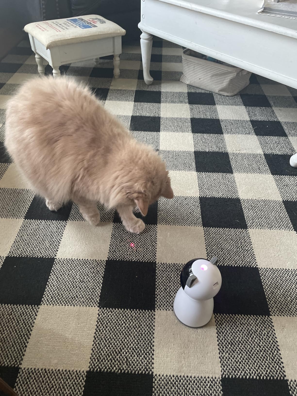 YVE LIFE Laser Cat Toys for Indoor Cats, The 4th Generation Real Random Trajectory Motion Activated Rechargeable Automatic Cat Laser Toy customer photo 1
