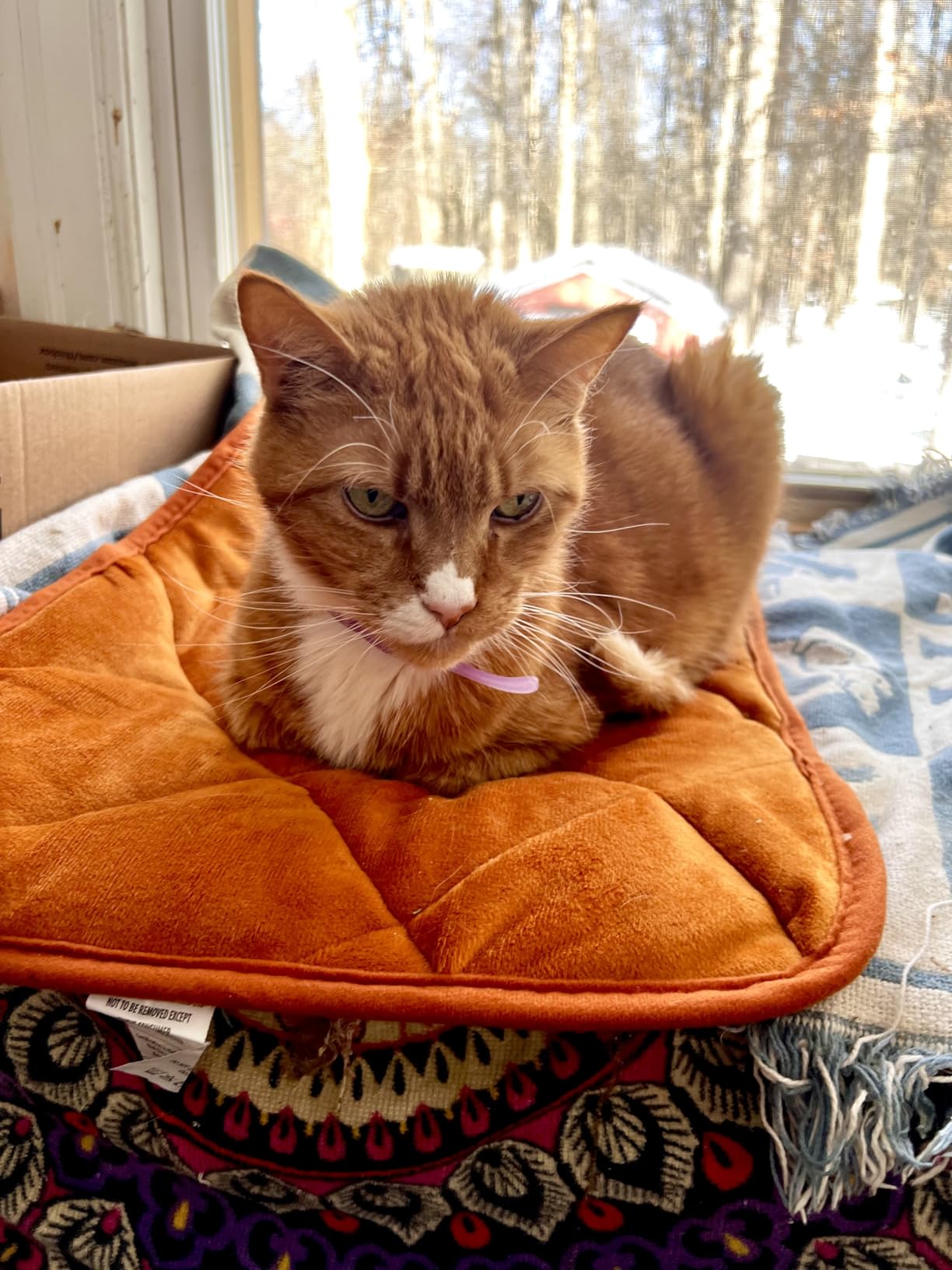 NAMOTEK Self-Warming Cat Bed Indoor/Outdoor Super Soft Self Heating Pet Mat Washable Thermal Pad for Cat & Dog 21x16 inch customer photo 1