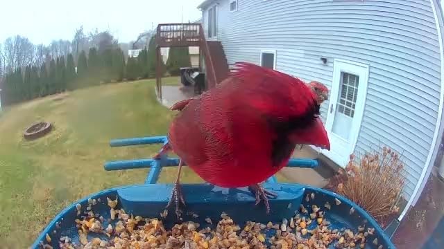 Bird Feeder with Camera Solar Powered : Smart Camera Bird Feeder 2K Live Feed Cam for Outdoor Backyard - Ai Identify Auto Capture Videos Pictures, Gifts for Birdlover Mom Dad, 2.4GHz WiFi customer photo 2