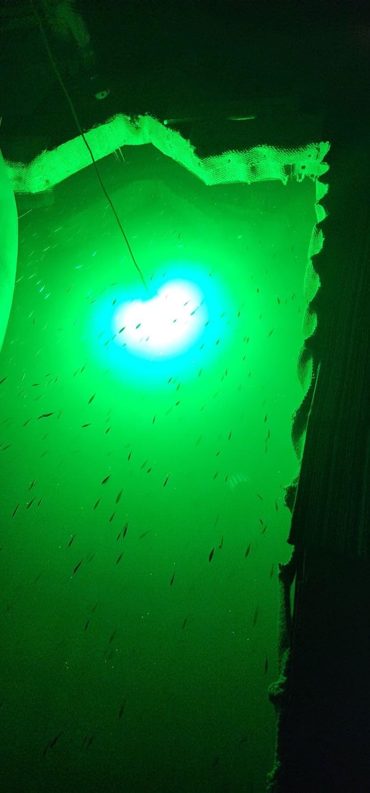 Ultra-Bright Underwater Fishing Light, 110V & 12V Green LED Submersible Light Attractants for Docks, Boats or Kayaks, IP68 Rated for Fresh & Salt Water (30ft Cable) customer photo 1