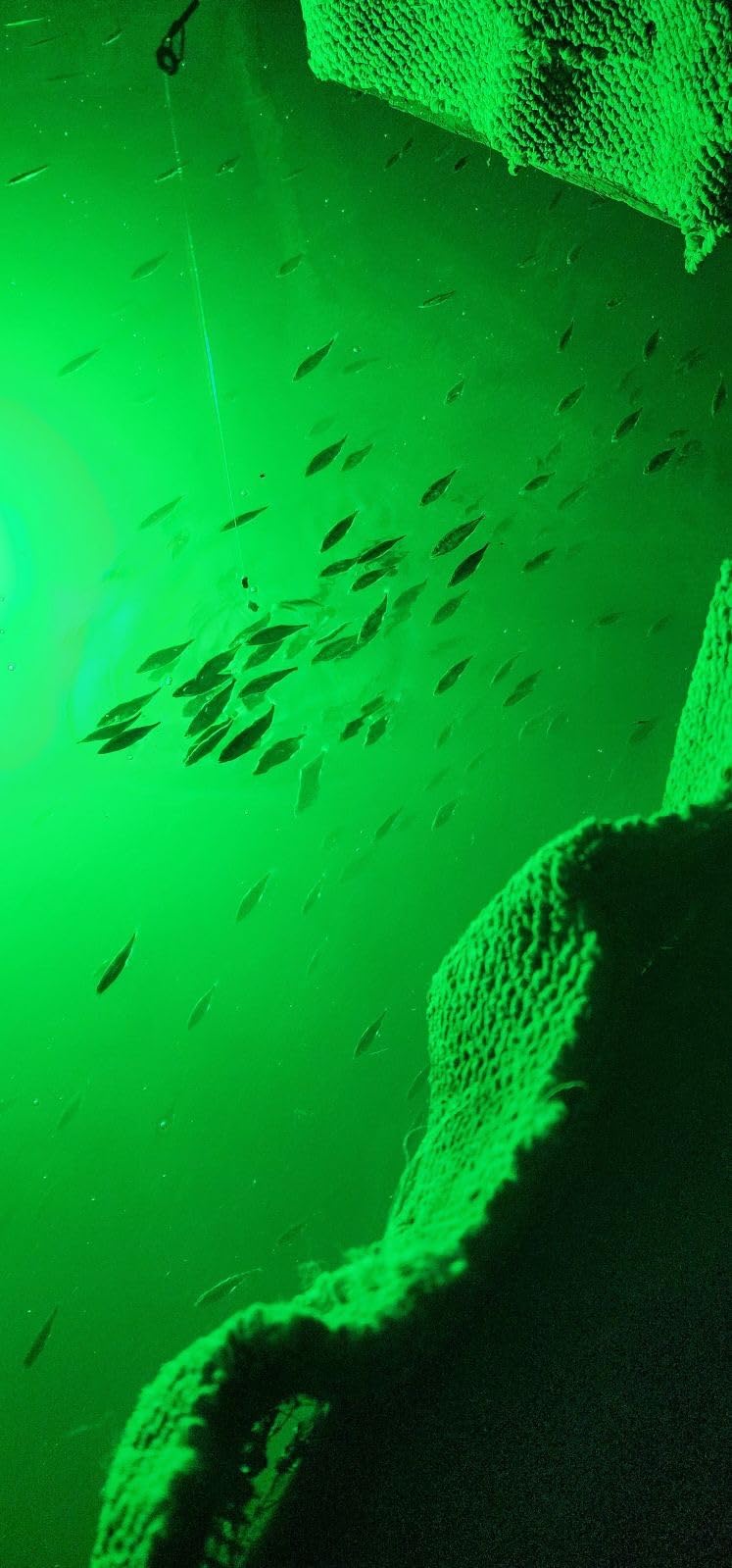 Ultra-Bright Underwater Fishing Light, 110V & 12V Green LED Submersible Light Attractants for Docks, Boats or Kayaks, IP68 Rated for Fresh & Salt Water (30ft Cable) customer photo 2