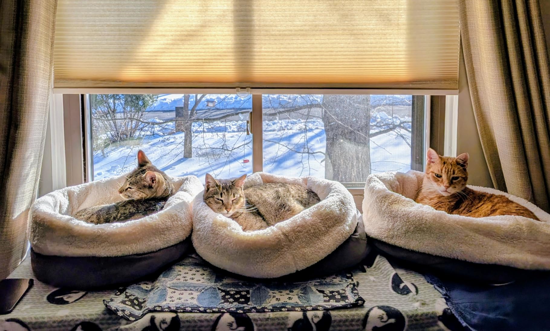 Self Warming Cat Bed, 17.7