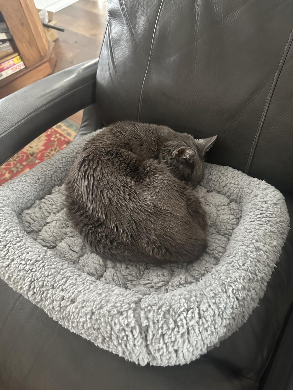 Mora Pets Self Warming Cat Bed Self Heating Pet Pad with Bolster and Foam Washable Removable Cover Non Slip Thermal Sherpa Fabric Pet Mat Grey 20 Inch customer photo 1