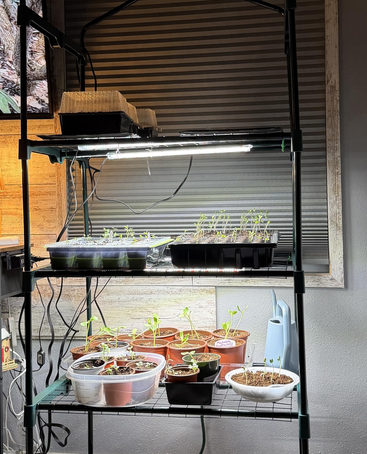 16'' 6 Bars Grow Light Strips for Indoor Plants with Auto ON/Off Timer 6/12/18H, 5 Dimmable Levels for Shelves Plant Growing(Pack 1) customer photo 2