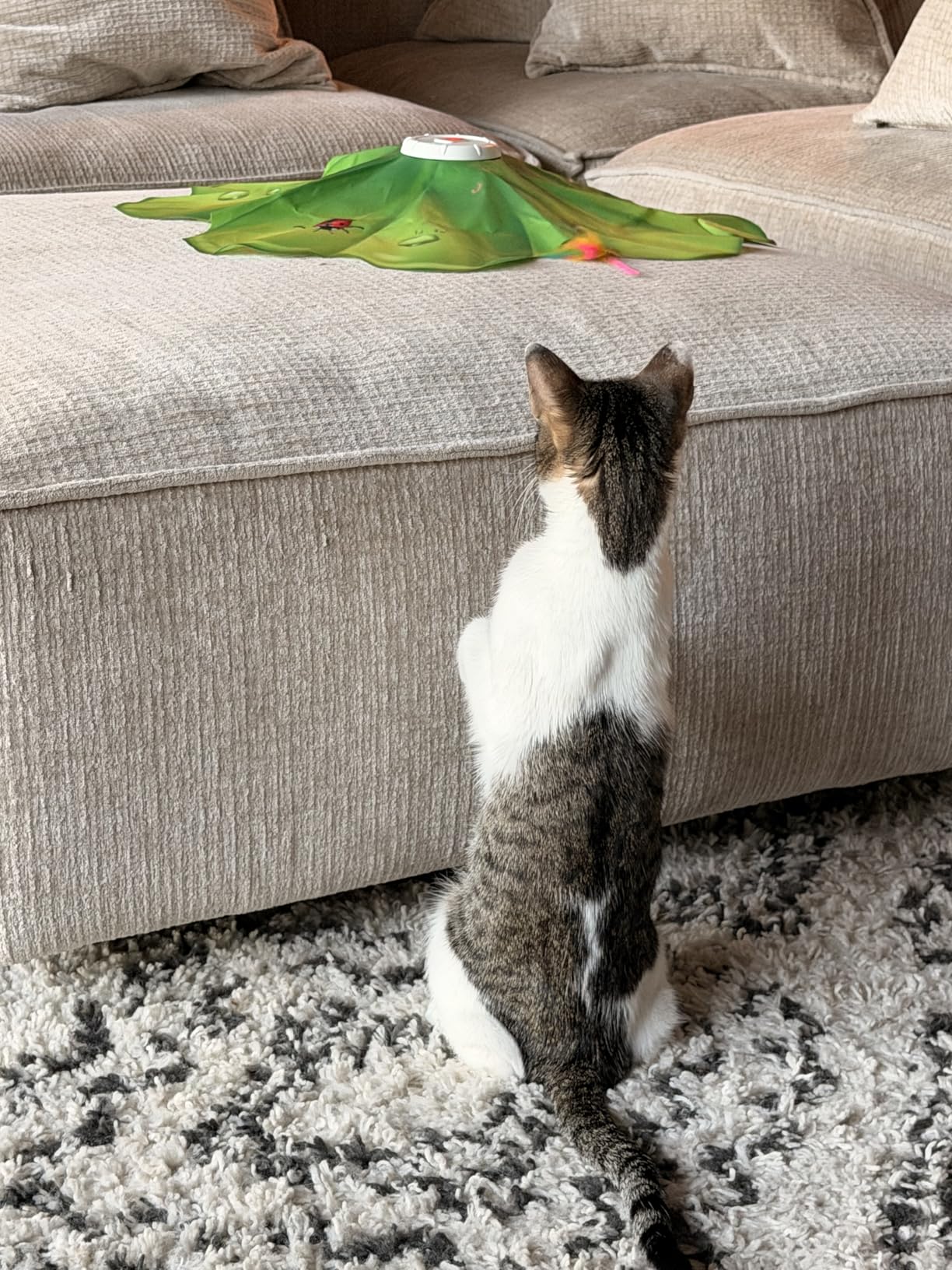 FEELNEEDY Rechargeable Cat Toys, 2 in 1 Hide and Seek Game Interactive Cat Toy, Movable LED Red Dot, Moving Concealed Feathers, Durable Exercise Toys for Indoor Cats customer photo 1