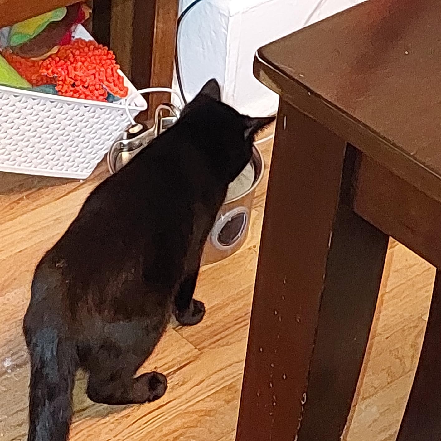 Cat Water Fountain Stainless Steel: Cat Fountain for Drinking - 88oz/2.6L Pet Water Fountain for Cats Indoor - Quiet Cats Water Bowl Dispenser - Pets Feeding & Watering Supplies - for Small Animals customer photo 2
