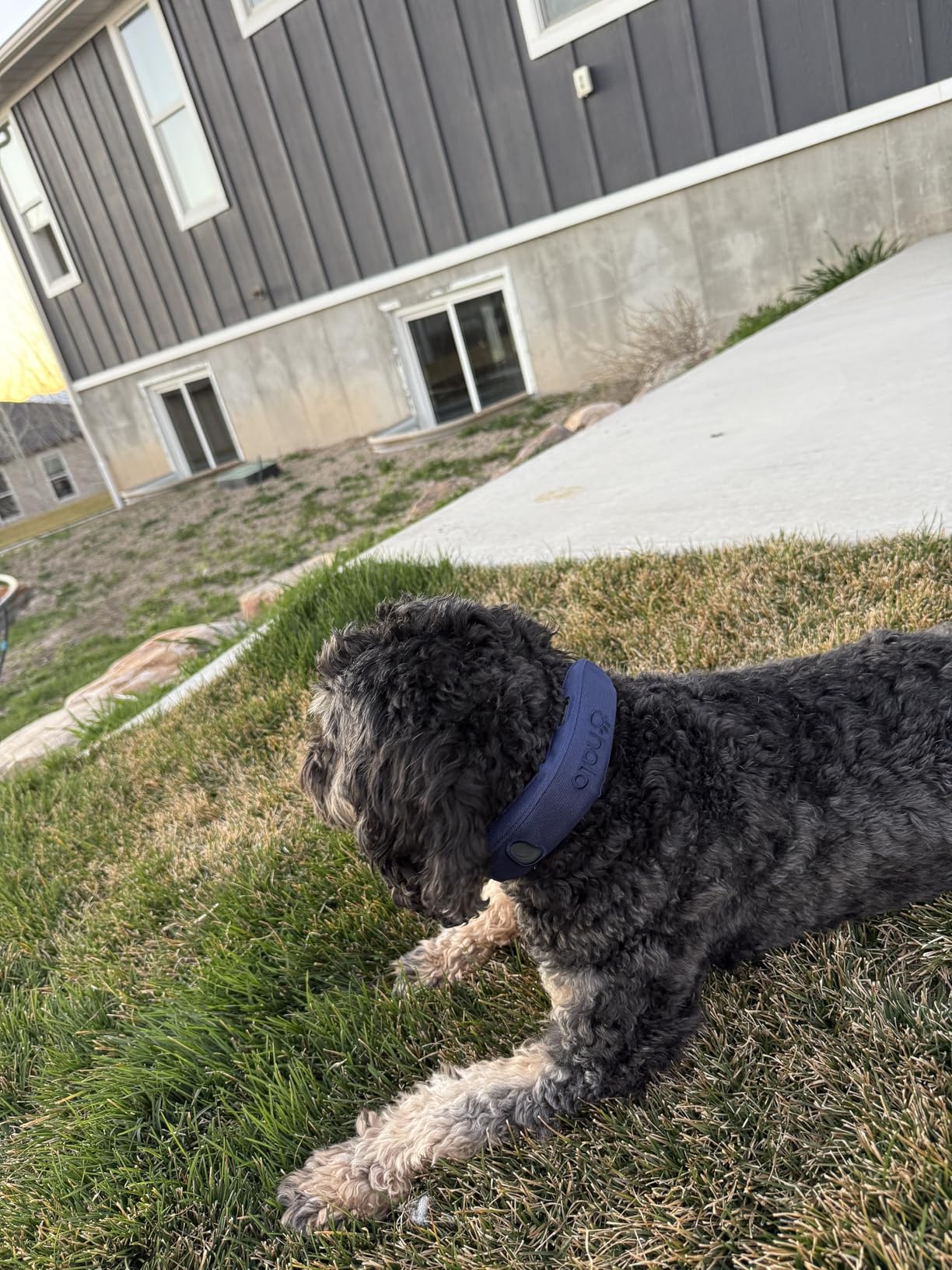 Halo Collar 5 Wireless Dog Fence & GPS Dog Collar, Keep Your Dog Safely Contained Outdoors with App-Controlled Boundaries and Real-Time Tracking customer photo 2