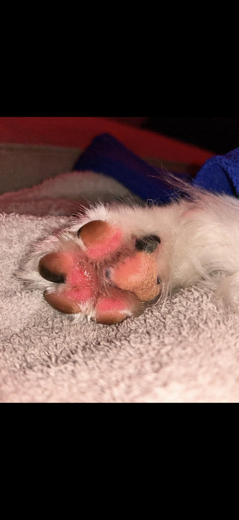 Musher's Secret Dog Paw Wax 60g - Moisturizing Dog Paw Balm - Helps Protect & Heals Cracked Paws - Creates an Invisible Paw Protectors Barrier - All-Natural Nose & Paw Balm with Vitamin E customer photo 1