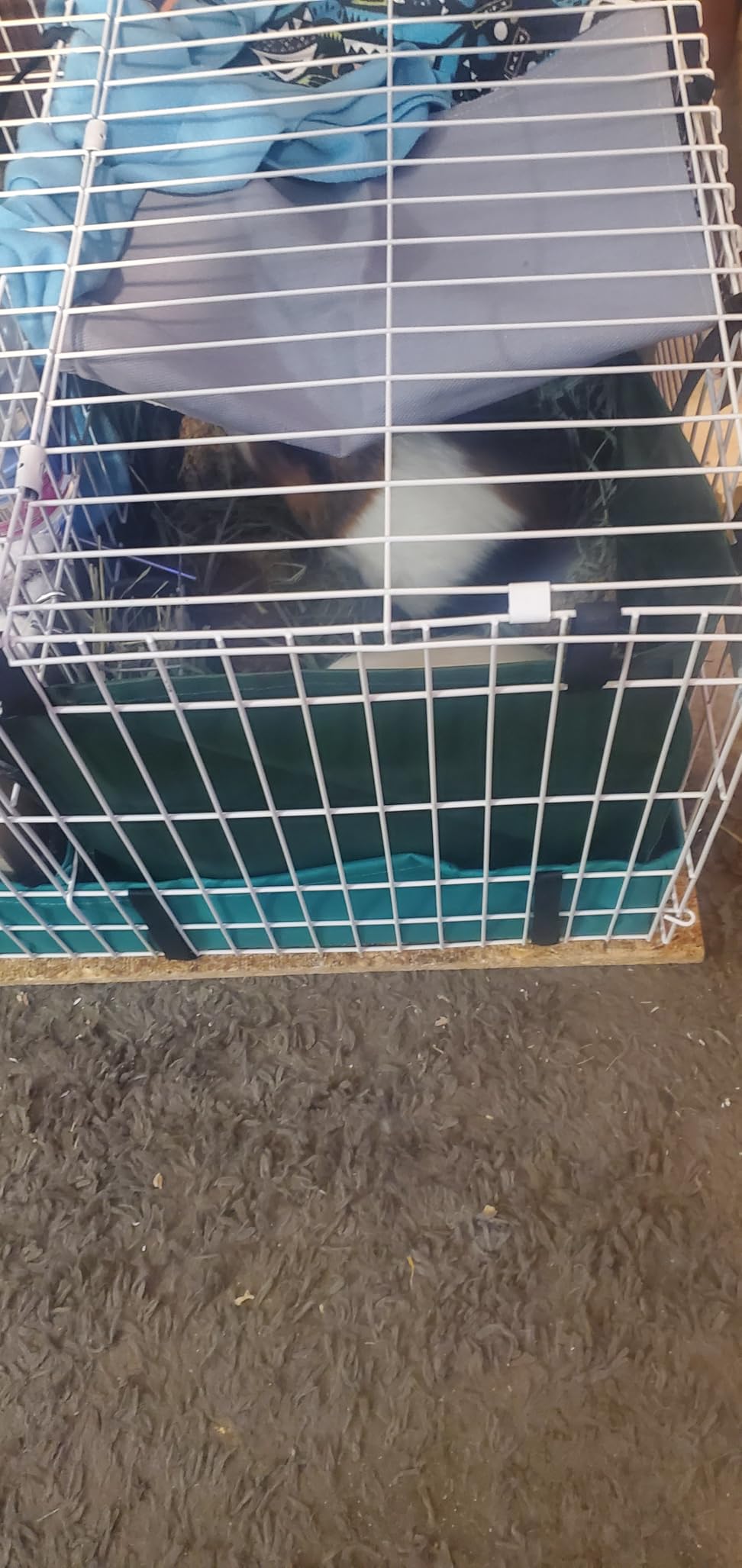 MidWest Homes for Pets Guinea Habitat Plus Cage, Includes Divider Panel and Hinged Top, Washable PVC Canvas Bottom, Expandable Small Animal Cage for Guinea Pigs, 171GHP customer photo 1