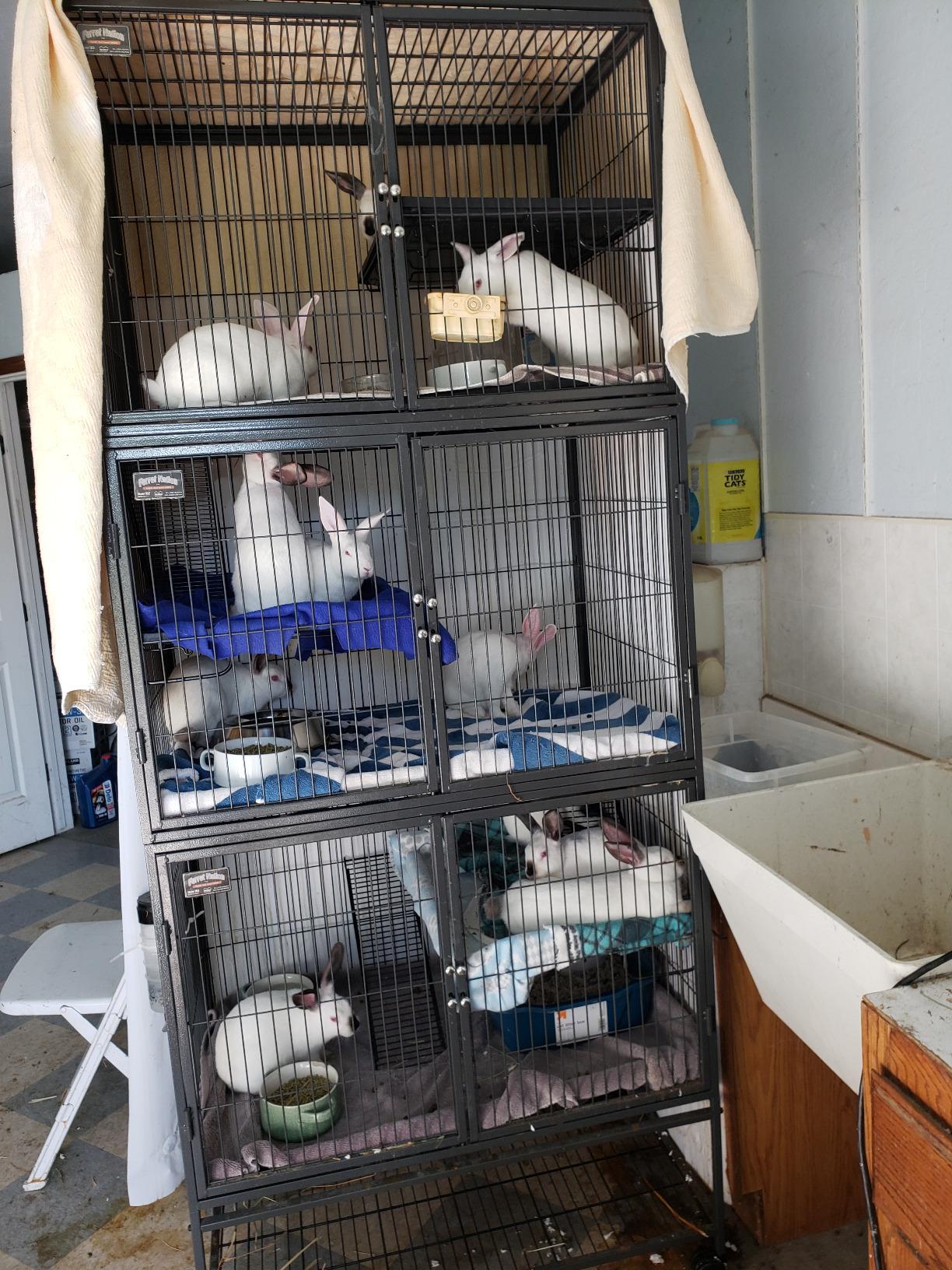 MidWest Homes for Pets Ferret Nation Double Unit Small Animal Cage, 4 Tiers, Includes Pans, Shelves, Ramps & Covers, For Ferrets & Small Animals customer photo 2