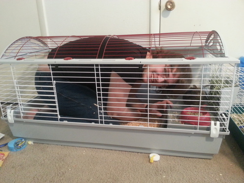Living World Deluxe Hybrid Habitat, X-Large - Rabbit, Guinea Pig, Chinchillas, and Small Animal Cage customer photo 1