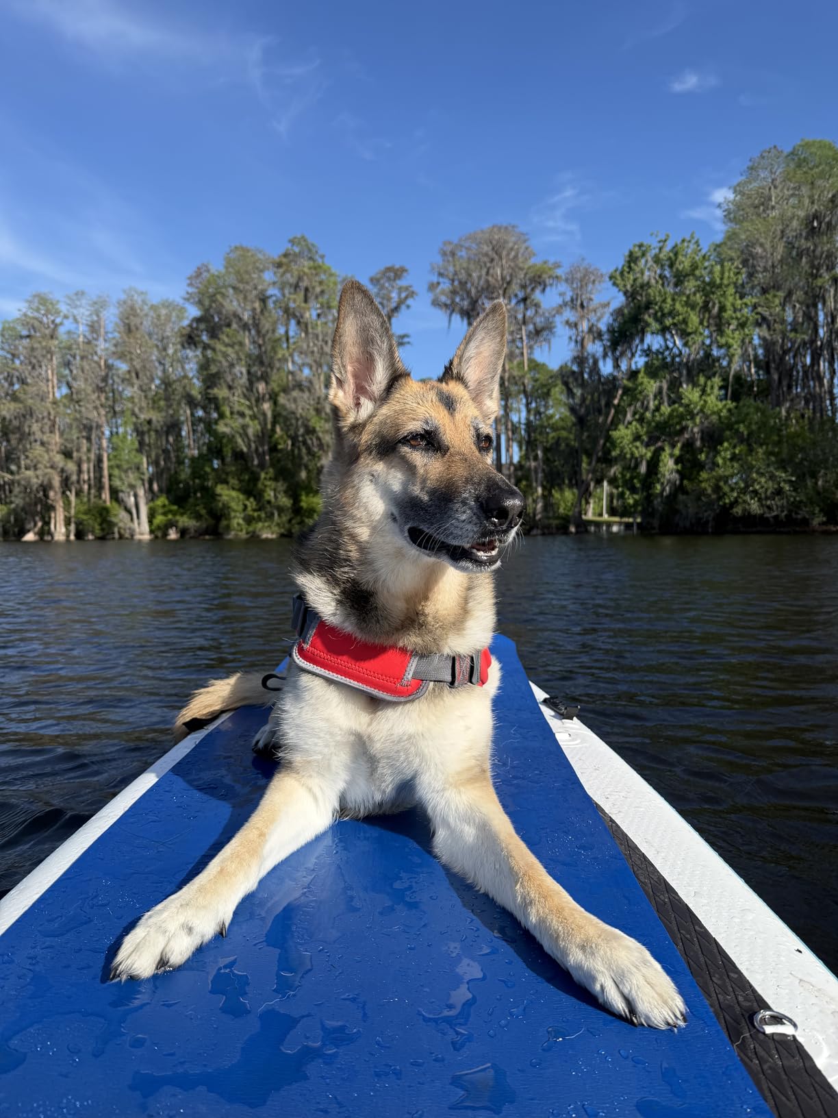 Outward Hound Granby Splash Orange Dog Life Jacket, Medium customer photo 1