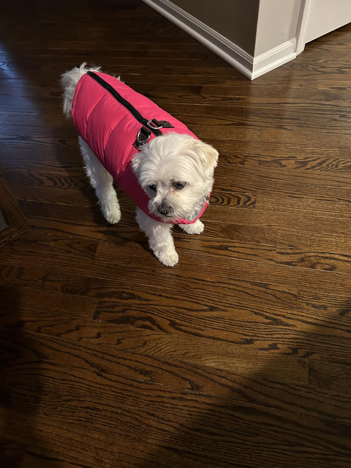 Gooby Green Polyester Dog Jacket - Large, 15.0 pounds +, Water Resistant, Fleece Lined Vest with Leash Ring - Cold Weather Coat for Small Breeds customer photo 1
