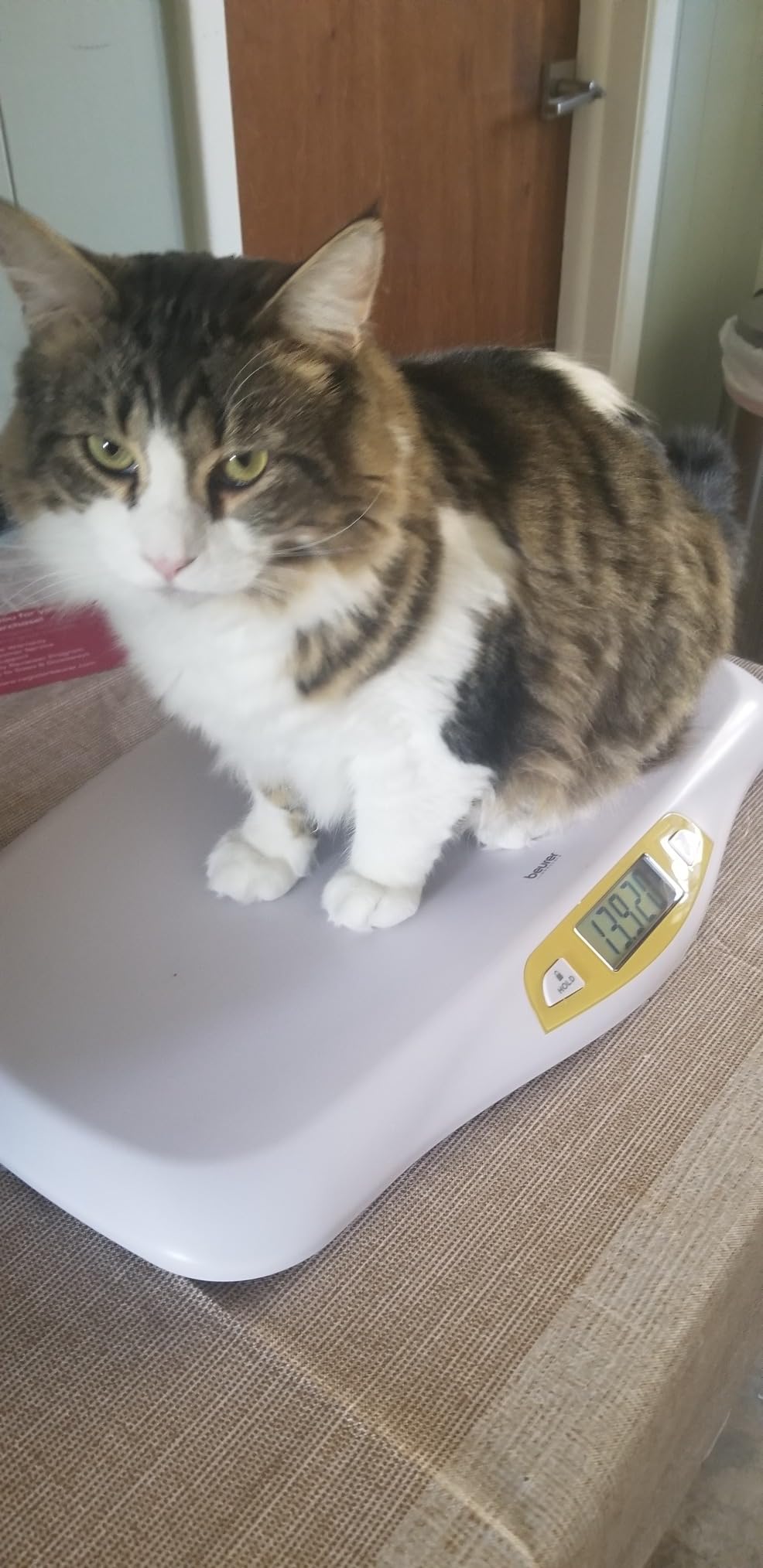 Beurer BY80 Digital Baby Scale, Infant Scale for Weighing in Pounds, Ounces, or Kilograms up to 44 lbs, Newborn Baby Scale with Hold Function, Pet Scale for Cats and Dogs customer photo 2