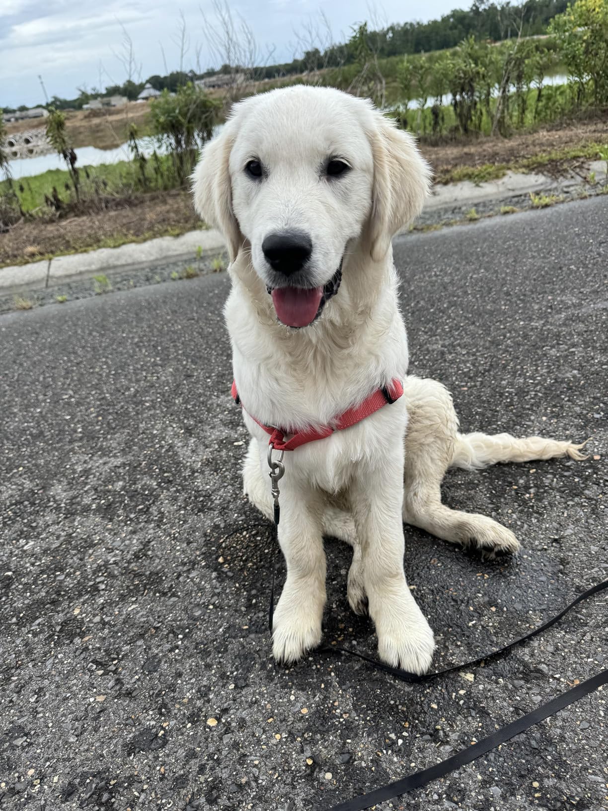 PetSafe Deluxe Easy Walk Harness - Trainer-Trusted Dog Chest Harness with Breathable Martingale Loop Design - Helps Stop Pulling with No Choking & Gagging - Small - Ocean customer photo 2