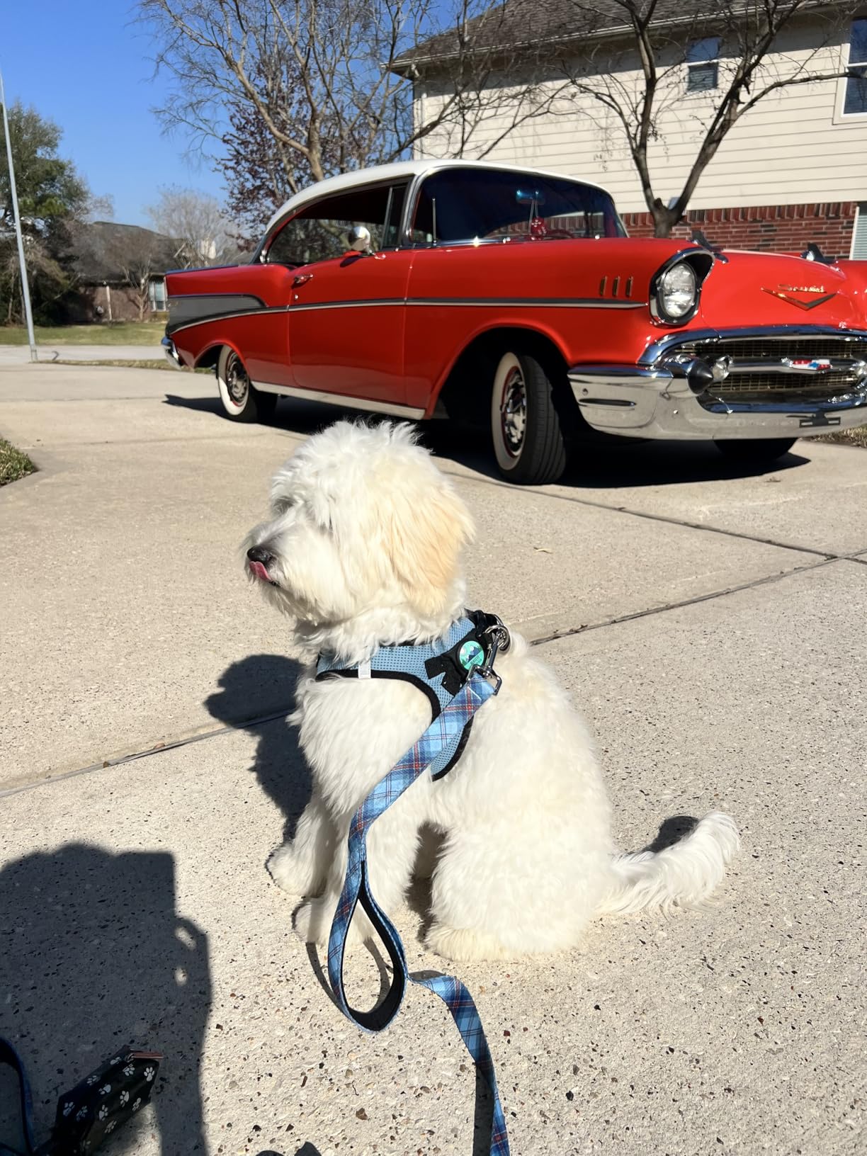 Best Pet Supplies - All Weather Mesh / Plush, Reflective, No Pull Harness for Small, Medium Dogs, Cats - Secure with Hook & Loop Fastener, Buckle, Double D-Rings - Black/Black Trim, S customer photo 2