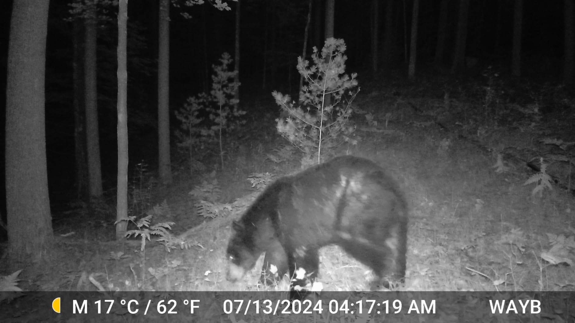 BLAZEVIDEO Trail Camera 64MP 1296P Video, 940nm No-Glow Night Vision, 70 Focused PIR Detection (Fewer False Alerts), 0.3s Trigger, Motion Activated IP66 Game Cam for Outdoor Wildlife & Yard Security customer photo 1