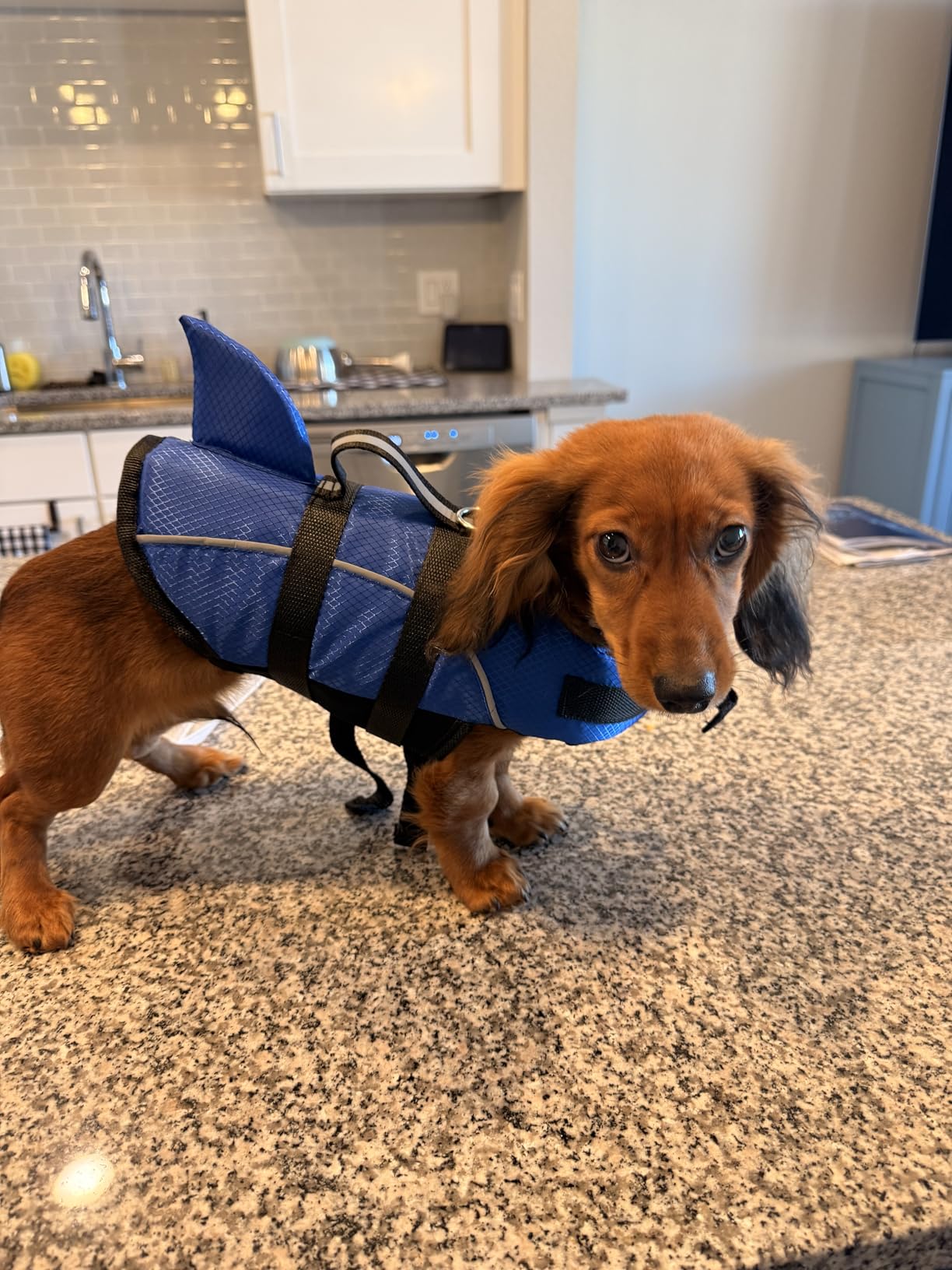 Ripstop Dog Life Jacket Shark Life Vest for Dogs, Safety Lifesaver with High Buoyancy and Lift Handle for Small and Medium Breeds (Rose Red XS) customer photo 1