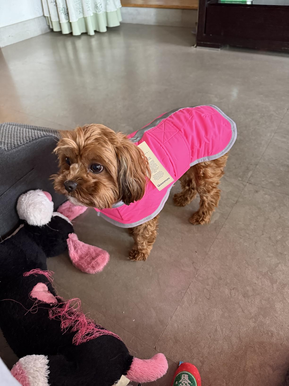 Queenmore Cold Weather Dog Coats Loft Reversible Winter Fleece Dog Vest Waterproof Pet Jacket Available in Extra Small, Small, Medium, Large Extra Large Sizes customer photo 1