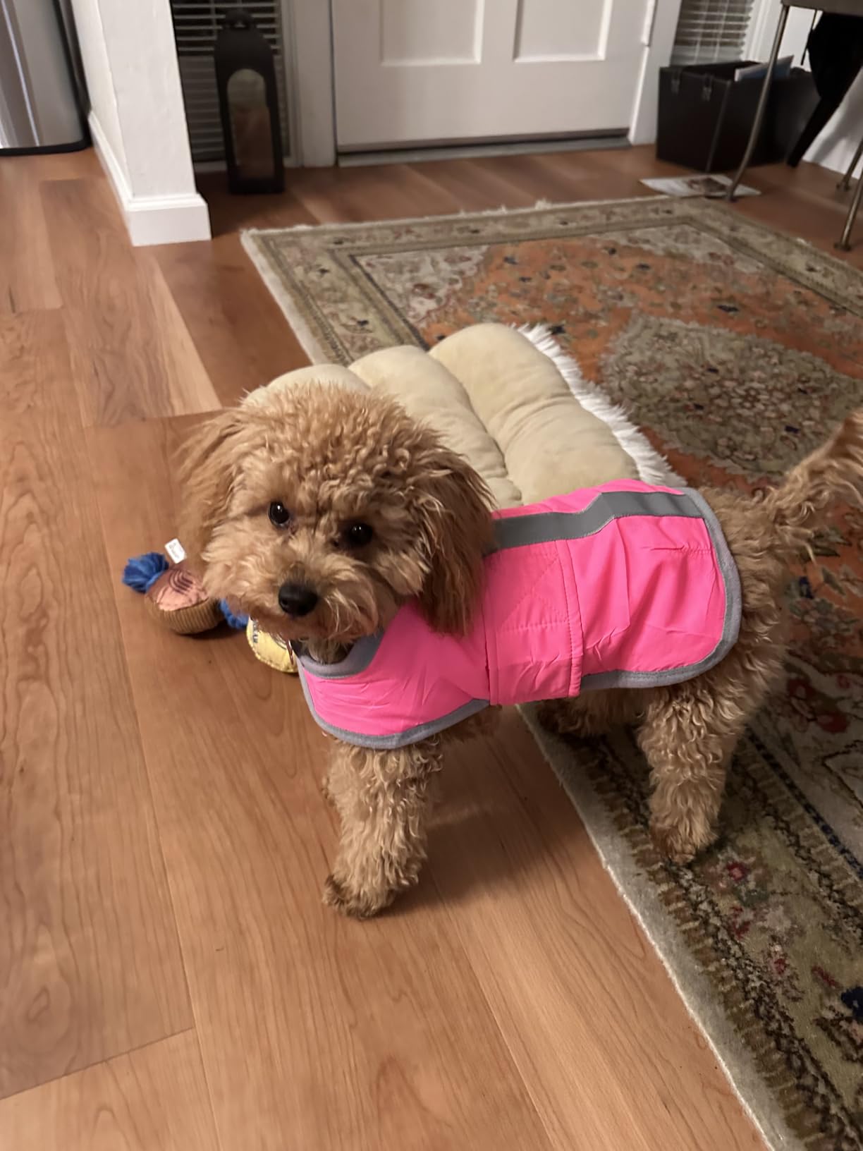 Queenmore Cold Weather Dog Coats Loft Reversible Winter Fleece Dog Vest Waterproof Pet Jacket Available in Extra Small, Small, Medium, Large Extra Large Sizes customer photo 2