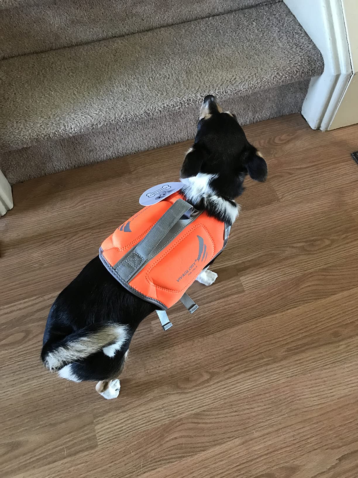 VIVAGLORY High Buoyancy Dog Life Vest, Swimming Vest with Handle, Dog Life Jacket for Swimming & Boating, Buoyancy for Puppy Doggy, M, Blue customer photo 1