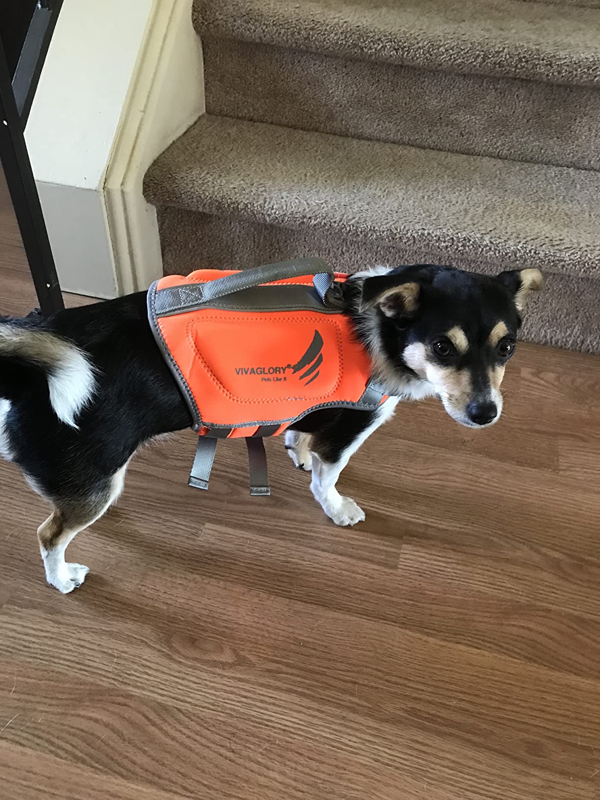 VIVAGLORY High Buoyancy Dog Life Vest, Swimming Vest with Handle, Dog Life Jacket for Swimming & Boating, Buoyancy for Puppy Doggy, M, Blue customer photo 2