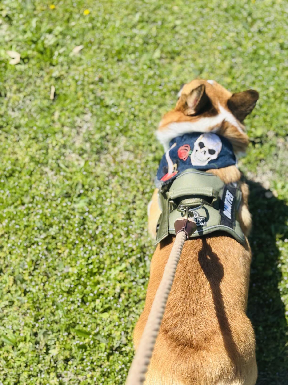 Bolux Dog Harness, No-Pull Reflective Dog Vest, Breathable Adjustable Pet Harness with Handle for Outdoor Walking - No More Pulling, Tugging or Choking, Blue, S customer photo 1